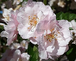 開花,粉紅色的花,春