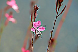 花卉,粉色,性質