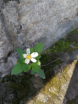 白花,綠葉,清秀