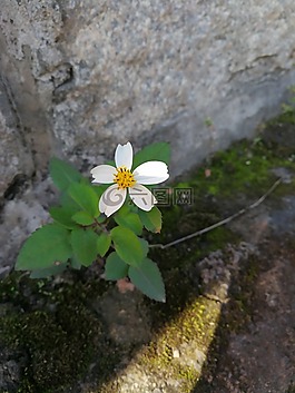 白花,綠葉,清秀