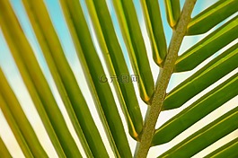 植物,葉,特寫