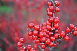 冬天,紅色,漿果