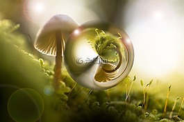 性質(zhì),蘑菇,光