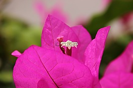 葉子花,開花,花