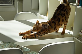 猫,拉伸,宠物