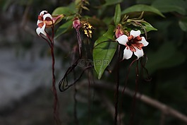 花,盛開,開花