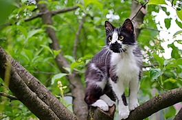 貓,家貓,動物