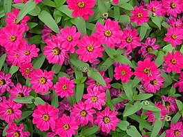 zinnias,粉紅色,花