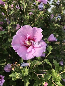 花,植物區(qū)系,花園