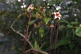 花,盛開,開花