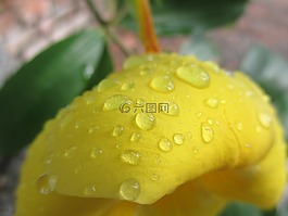 花,黄,滴