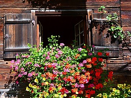 窗口,农家,花卉装饰
