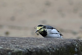 動物,池塘,石頭