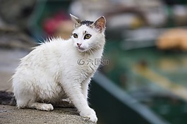 貓,貓的,尋找