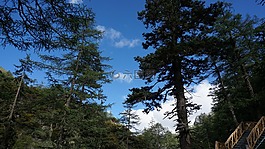 森林,樹,木