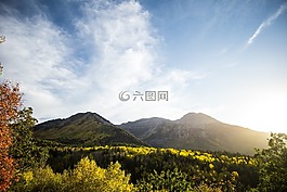 綠色,草,樹(shù)
