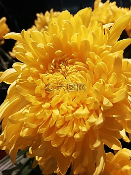 花,黄,厂