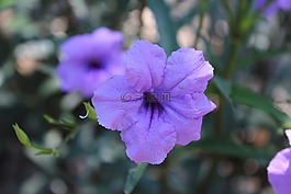 花,盛開,開花