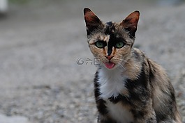 猫咪,可爱,锈