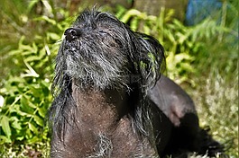 狗,中国冠毛犬狗,黑色