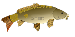 魚,釣魚,泊松