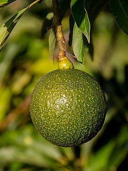 芦苇鳄梨,圆,牛油果