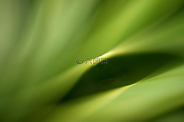 綠色,葉,自然