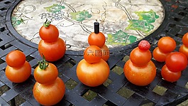 秋,蕃茄,番茄