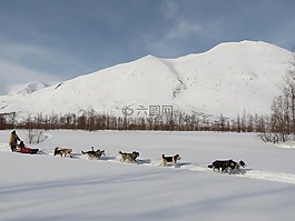 狗,萊卡,赫斯基