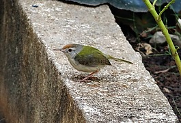 常見 tailorbird,orthotomus 祖托留斯,鳴鳥