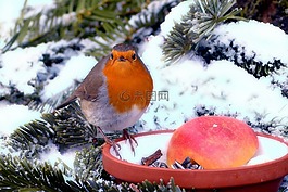 罗宾,erithacus rubecula,鸟