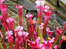 豬籠草,野花,食肉植物