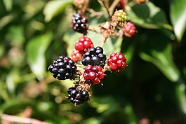 黑莓,浆果,食品
