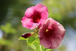 花,植物區(qū)系,自然