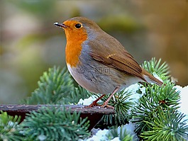 罗宾,erithacus rubecula,鸟