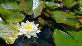 莉莉,水中百合,花卉