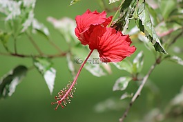 自然,植物區(qū)系,花