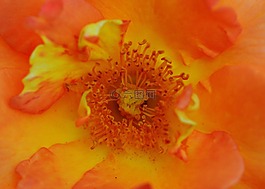 玫瑰,橙,花