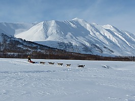 狗,萊卡,赫斯基