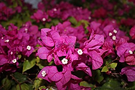鮮花,紫,關(guān)閉
