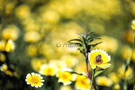 春,自然,鮮花