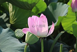 蓮花,大自然,池塘