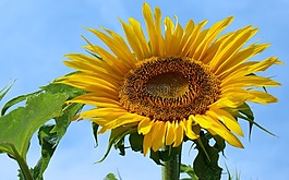太陽花,夏季,光明