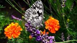 性質,花,昆蟲