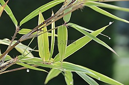 竹,禪宗,露水
