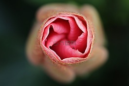 花,花瓣,自然