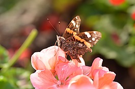 蝴蝶,天竺葵,花