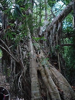 熱帶,樹干,叢林