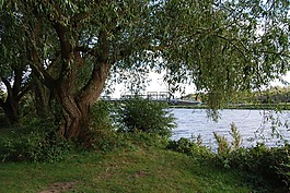 放牧,樹木,uferweg