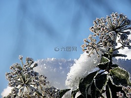 冬天,樹,霜